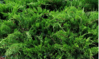 juniperus_x_media_mint_julep
