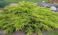 juniperus_x_pfitzeriana_aurea