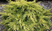 juniperus_x_pfitzeriana_darts_gold