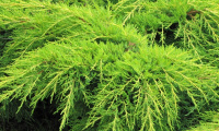 juniperus_x_pfitzeriana_old_gold