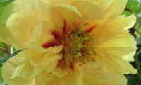 paeonia_yellow_waterlilly