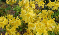 rhododendron_anneke