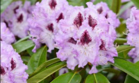 rhododendron_blue_jay