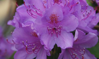 rhododendron_catawb__boursault