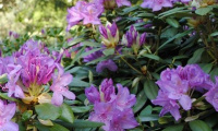rhododendron_catawbiense_grandiflorum