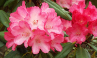 rhododendron_fantastica