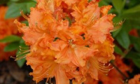 rhododendron_gibraltar