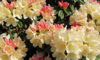 rhododendron_golden_torch