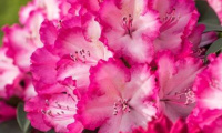 rhododendron_grifie