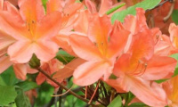 rhododendron_knaphill_hybr__orange