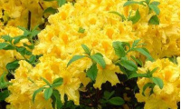 rhododendron_knaphill_hybr__yellow