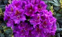 rhododendron_lees_dark_purple