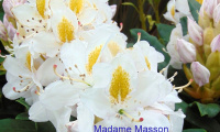 rhododendron_madame_massena
