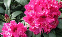 rhododendron_marie_forte