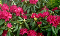 rhododendron_nova_zembla