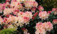rhododendron_percy_wiseman