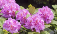 rhododendron_pink_purple_dream