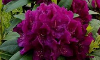 rhododendron_polarnacht