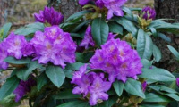 rhododendron_purpureum_grandiflorum