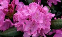 rhododendron_roseum_elegans