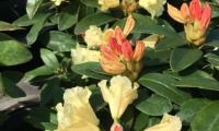 rhododendron_saffrano
