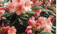 rhododendron_virginia_richardson