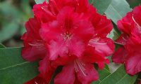 rhododendron_wilgens_ruby