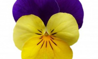 viola_cornuta_yellow_lilac