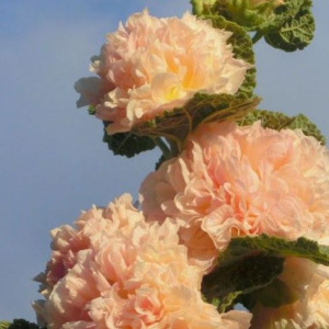 alcea_chaters_apricot