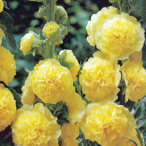 alcea_rosea_chaters_yellow