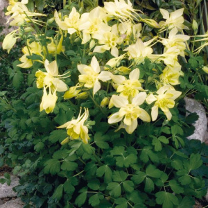 aquilegia_hybrida_spring_magic_yellow