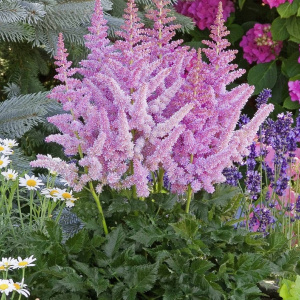 astilbe_chinensis_heart_and_soul