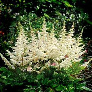 astilbe_chinensis_visions_in_white