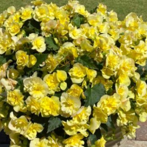 begonia_sunpleasure_yellow