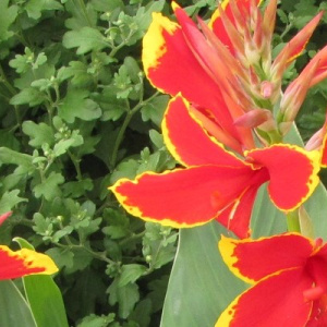 canna_lucifer_red