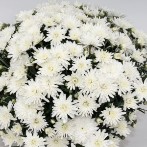 chrysanthemum_branangel_white