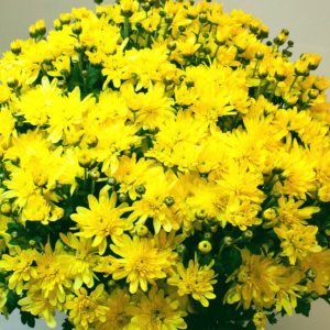 chrysanthemum_bransound_yellow