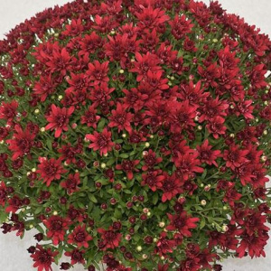 chrysanthemum_grapeberry_red