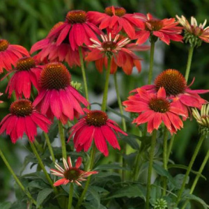 echinacea_lakota_red