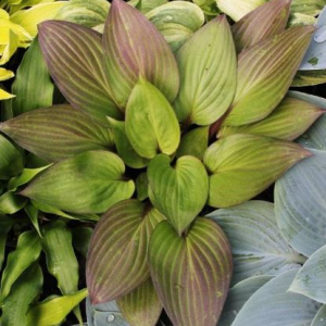 hosta_first_blush