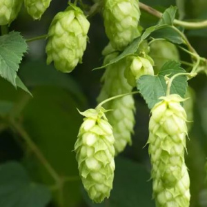 humulus_lupulus_jupiter