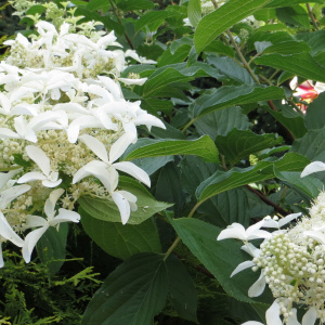 hydrangea_paniculata_great_star