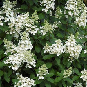 hydrangea_paniculata_unique