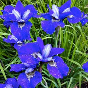 iris_sibirica_blue_bird