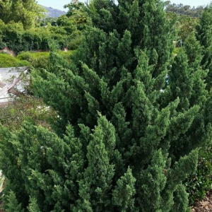 juniperus_chinensis_kaizuka