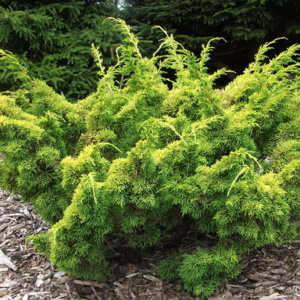 juniperus_chinensis_plumosa_aurea