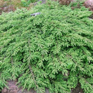 juniperus_communis_green_carpet