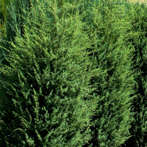 juniperus_communis_hibernica