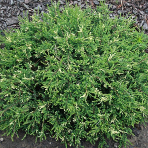 juniperus_communis_spotty_spreader