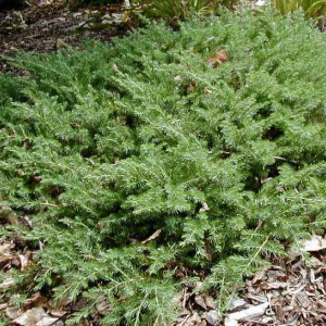 juniperus_conferta_blue_pacific